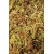 Komodo Habitat Moss 100g - mech torfowiec