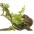Komodo Tropical Vine - liana tropikalna 1,5 x 10cm