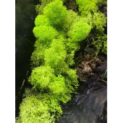 Secret Live Moss Light Green - Mech Żywy porcja 5g
