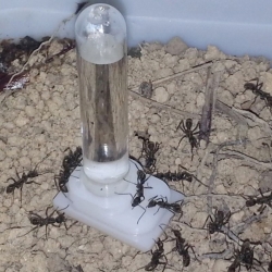 ant expert drinking ant poidlo do formikarium